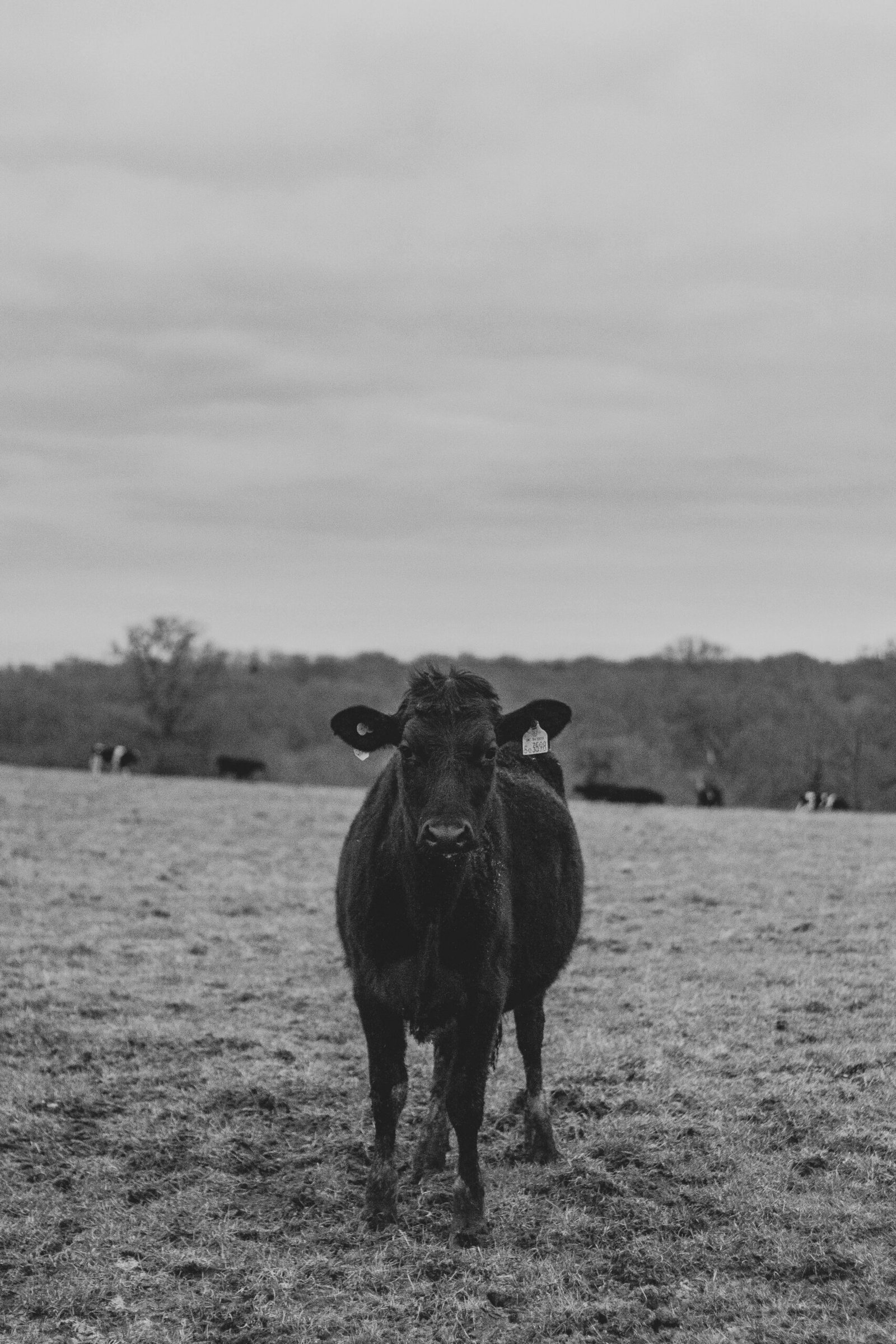 Black cow standing in a peaceful English countryside pasture under a cloudy sky.